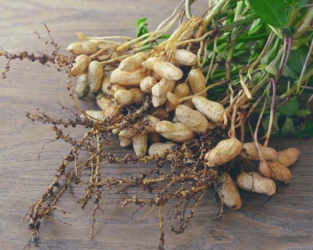 Peanut Greauxing Guide